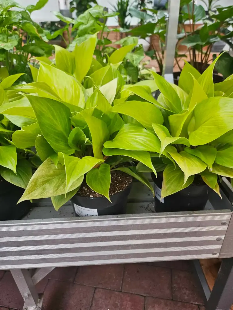Kuuvõhk 'Emerald Gem' P14/35cm