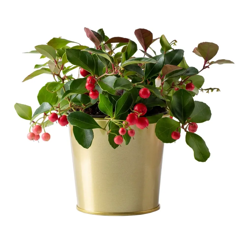 Lamav talihali Big Berry 12Ø 20cm