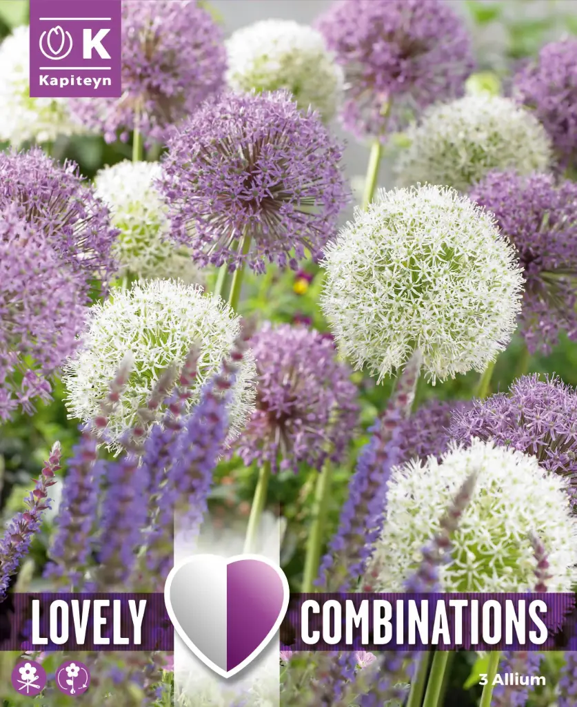 Lauk 'Combipack GIANT BULBS' 3tk 12/+