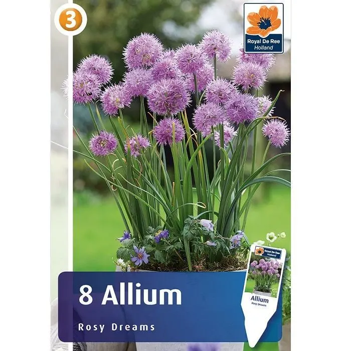 Lauk 'Rosy Dreams' 8tk 6/+