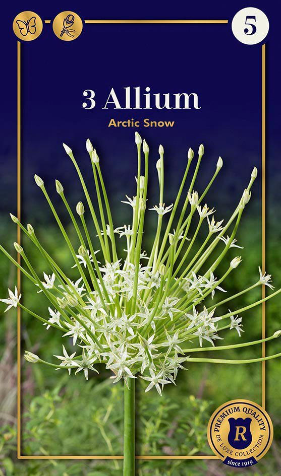 Schubertii lauk 'Arctic Snow' 3tk 12/+