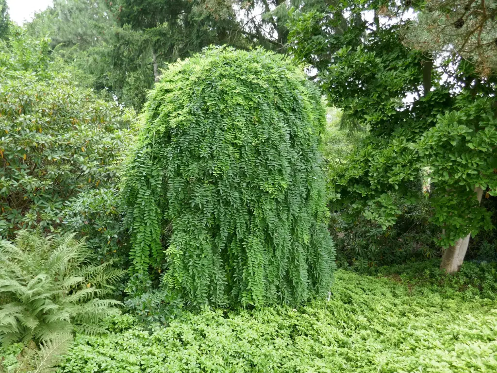 Leina-läätspuu 'Pendula' C16 Pa 160-180