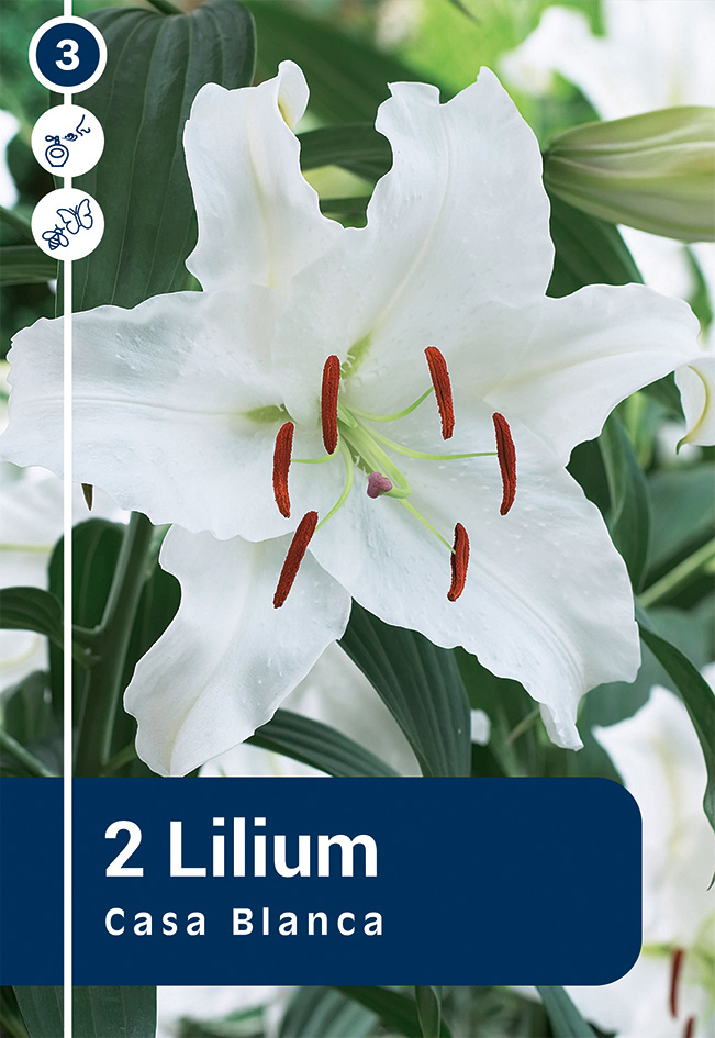 Liilia 'Casa Blanca' 2tk 16/18