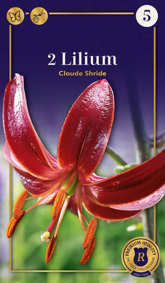 Liilia 'Claud Shride' 2tk 14/16