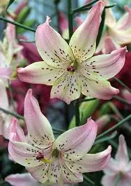 Liilia 'Corsage' 2tk 16/18