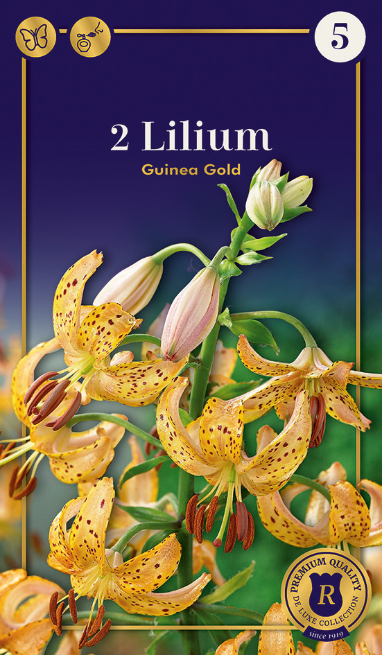 Kirju liilia 'Guinea Gold' 2tk 14/16