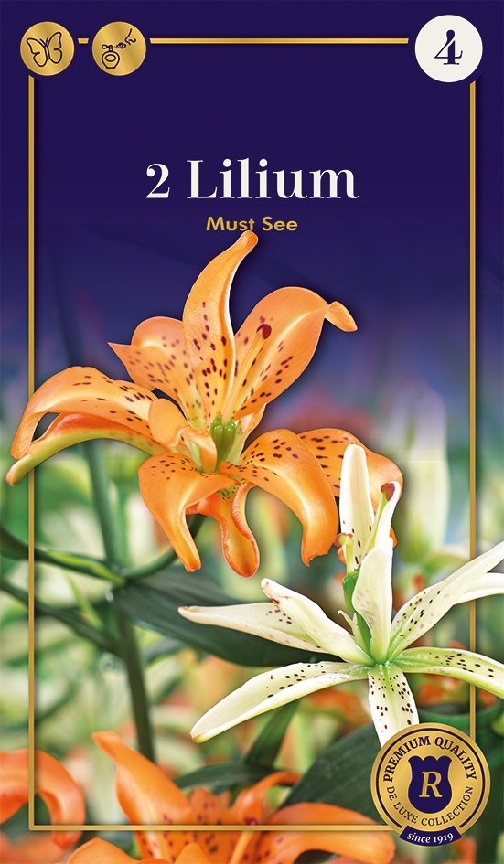 Kirju liilia 'Must See' 2tk 14/16