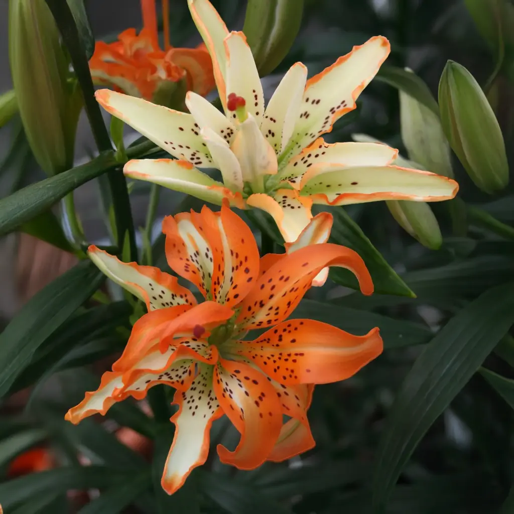 Liilia 'Must See' 2tk 14/16