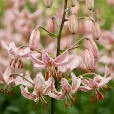 Liilia 'Pink Morning' 2tk 14/16
