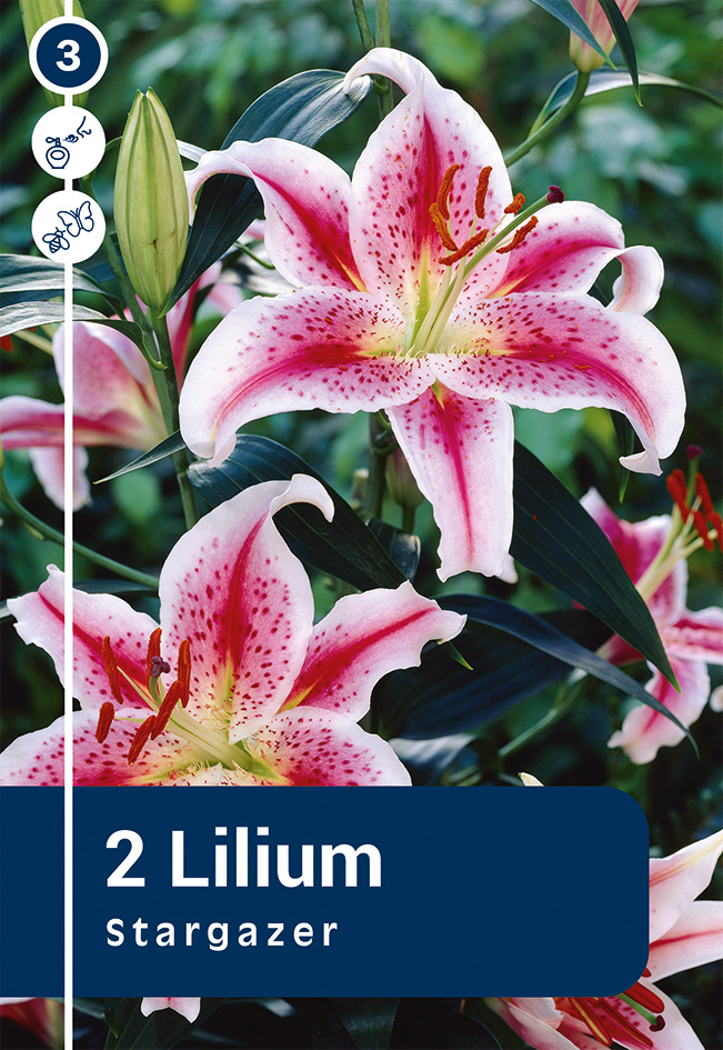 Liilia 'Stargazer' 2tk 16/18