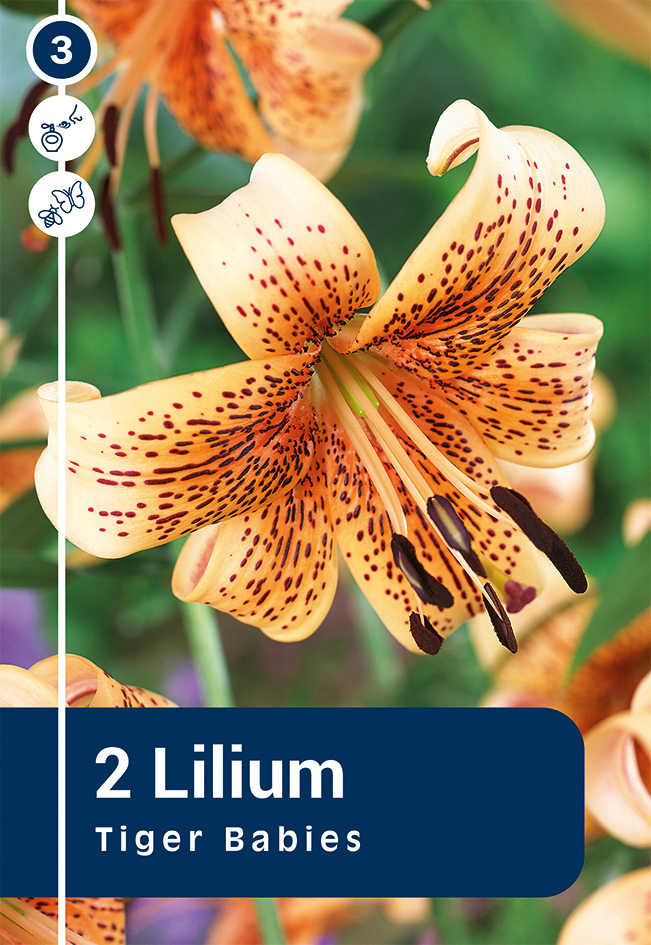 Liilia 'Tiger Babies' 2tk 16/18