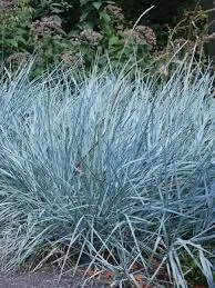 Liiv-vareskaer  Blue Dune P19/50cm