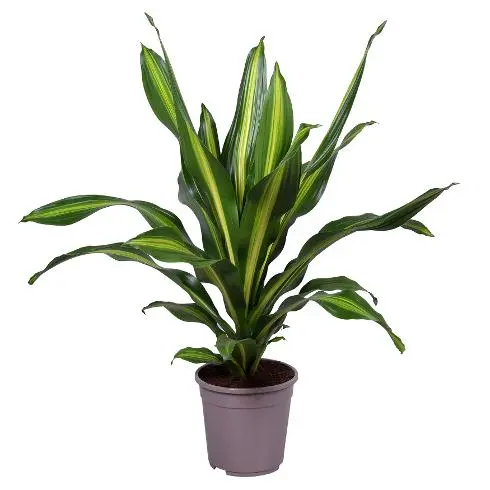 Lõhnav draakonipuu 'Burley' P13/40cm
