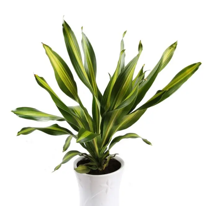 Lõhnav draakonipuu 'Charley'P13cm