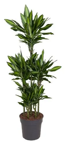 Lõhnav draakonipuu 'Cintho' P31/150cm