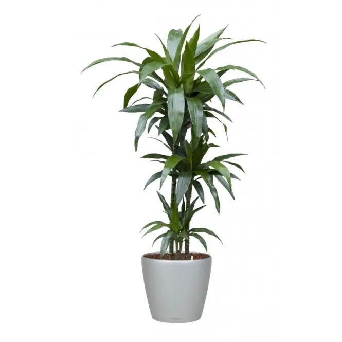 Lõhnav draakonipuu Janet Lind  90-60-30 P24/160cm
