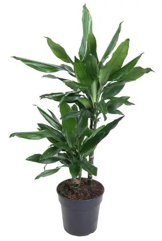 Lõhnav draakonipuu 'Janet Lind' P17/70cm