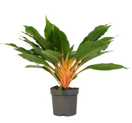 Lõvimägede rohtl. Green Orange P12/40