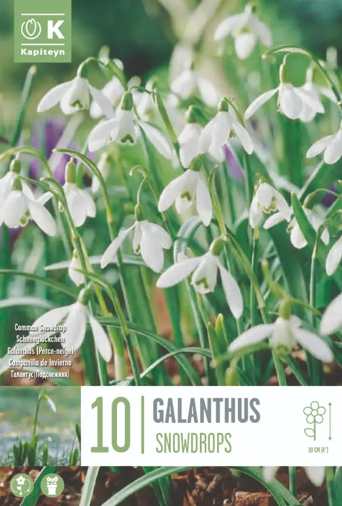 Lumikelluke 'Snowdrops' 10tk 5/6