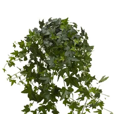 Luuderohi 'Jacobine' P13/25cm