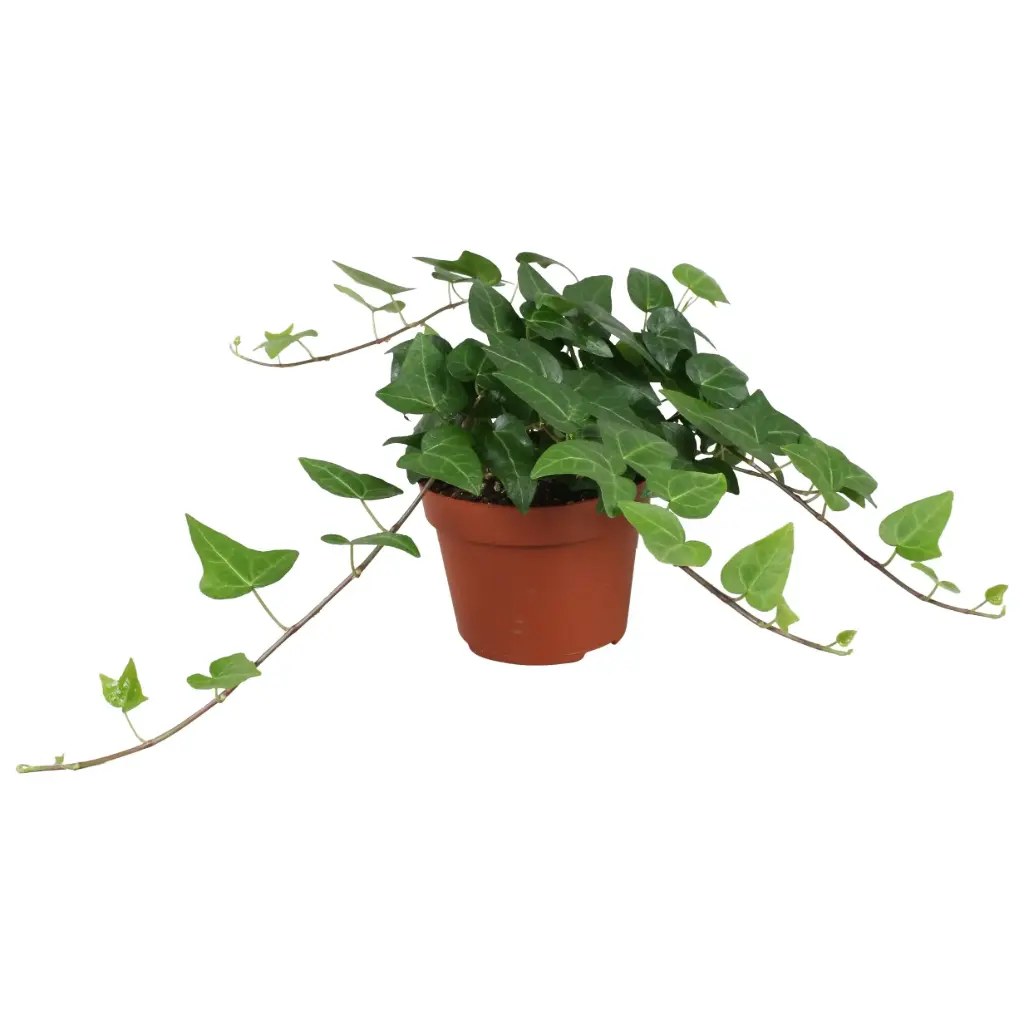 Luuderohi 'Mein Herz' P9/5cm