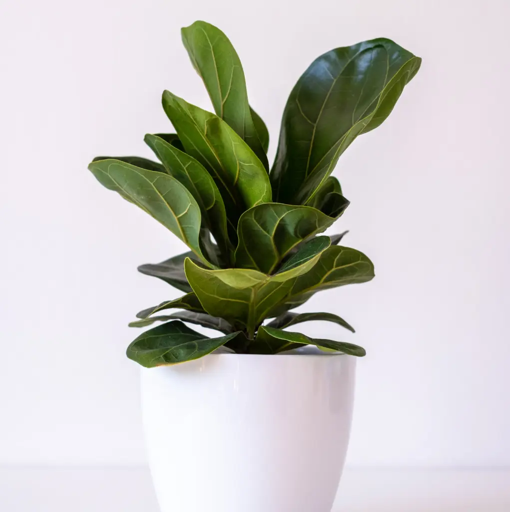 Lüüra-viigipuu 'Bambino' P27/120cm