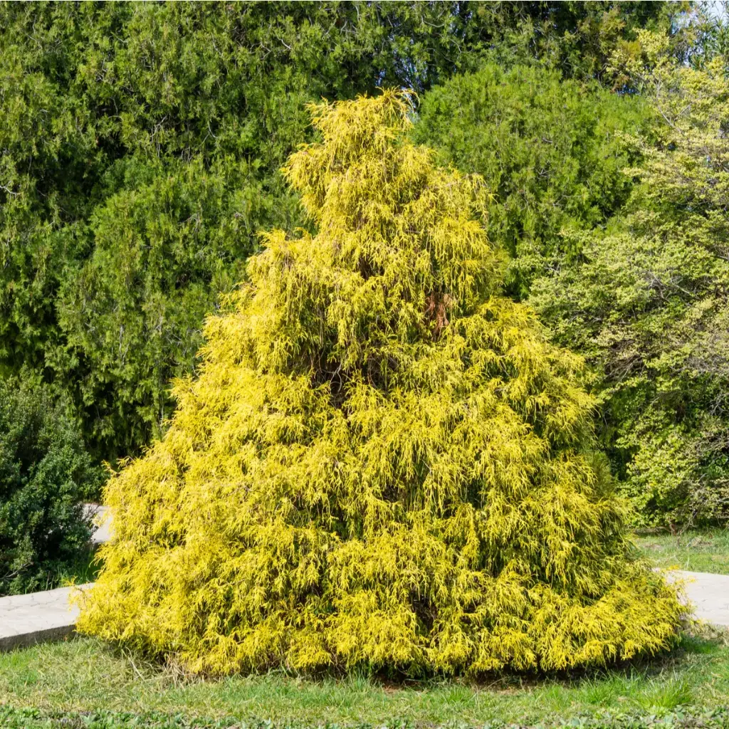 Mägi-ebaküpress 'Filifera Aurea' P18 20-25 CM