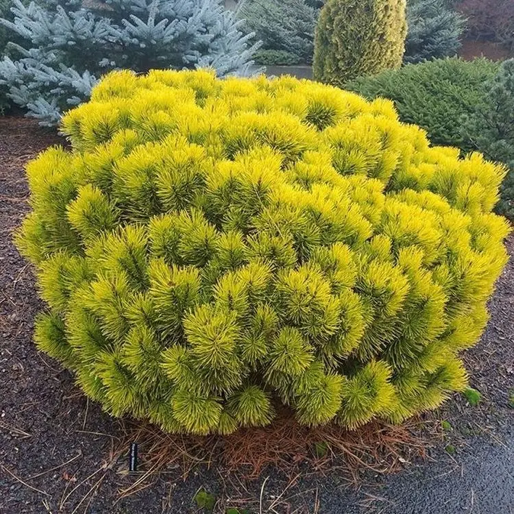 Mägimänd 'Carsten' 20-35cm C5