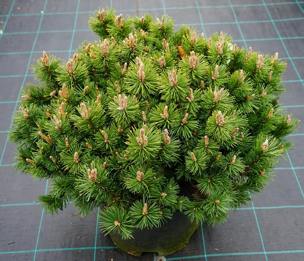 Mägimänd 'Grüne Welle' 15-25cm C5