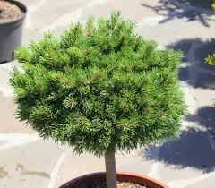 Mägimänd 'Grüne Welle' tüvel 75/20-25cm C12