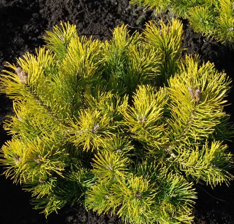 Mägimänd 'Starkl' 20-30cm C5