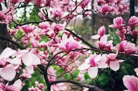 Magnoolia 'Forrest's Pink' 200-300cm C20