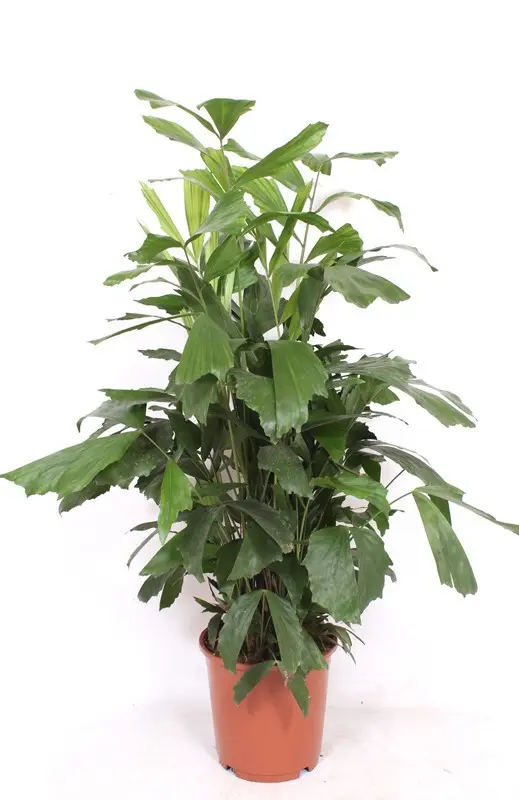 Mahe kalasabapalm P24/140cm
