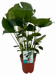 Meeldiv monstera 27/85cm