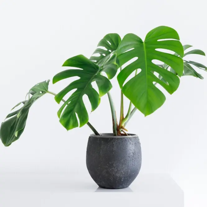 Meeldiv monstera P19/100cm