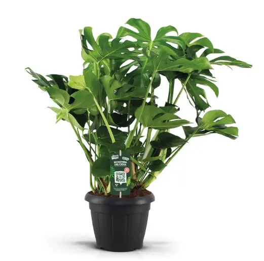 Meeldiv monstera P21/75cm