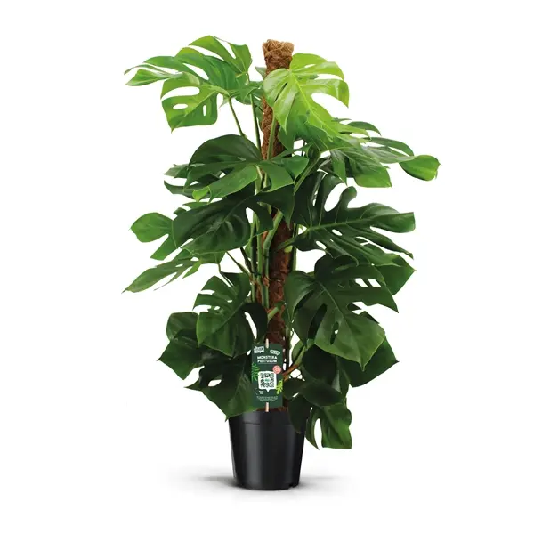 Monstera 24/100