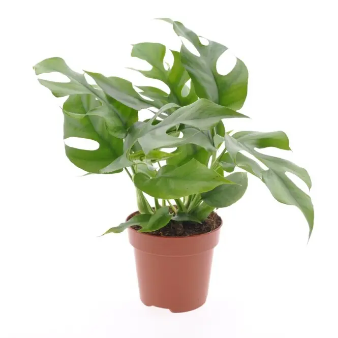 Monstera 'Minima' P12/30cm