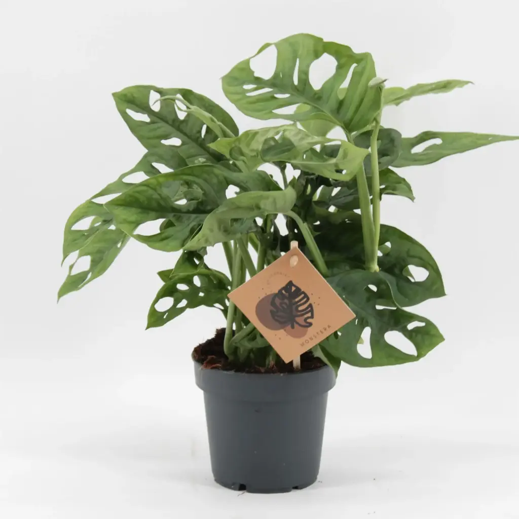 Monstera Monkey Leaf P27/160