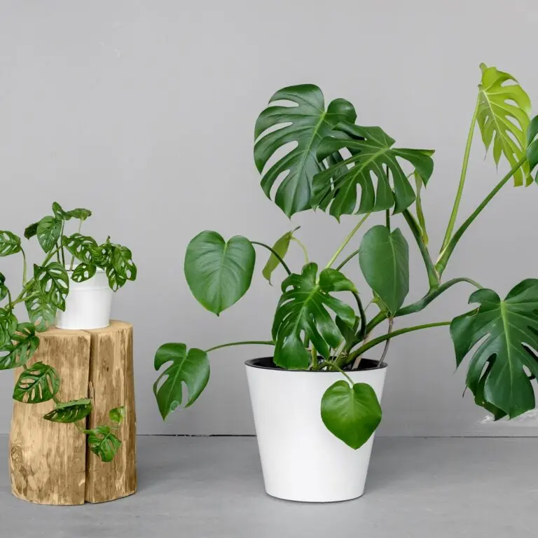 Monstera P27/140