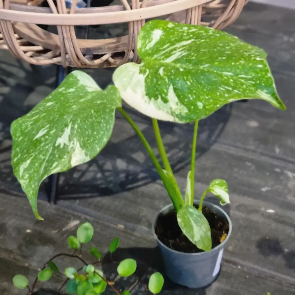Monstera 'Thai Constellation'
