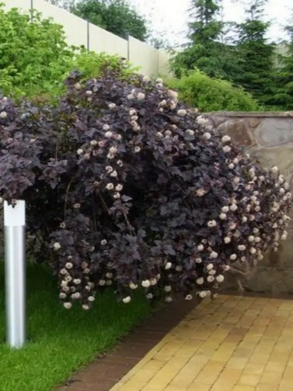 Must leeder 'Pendula' C7,5 100-120