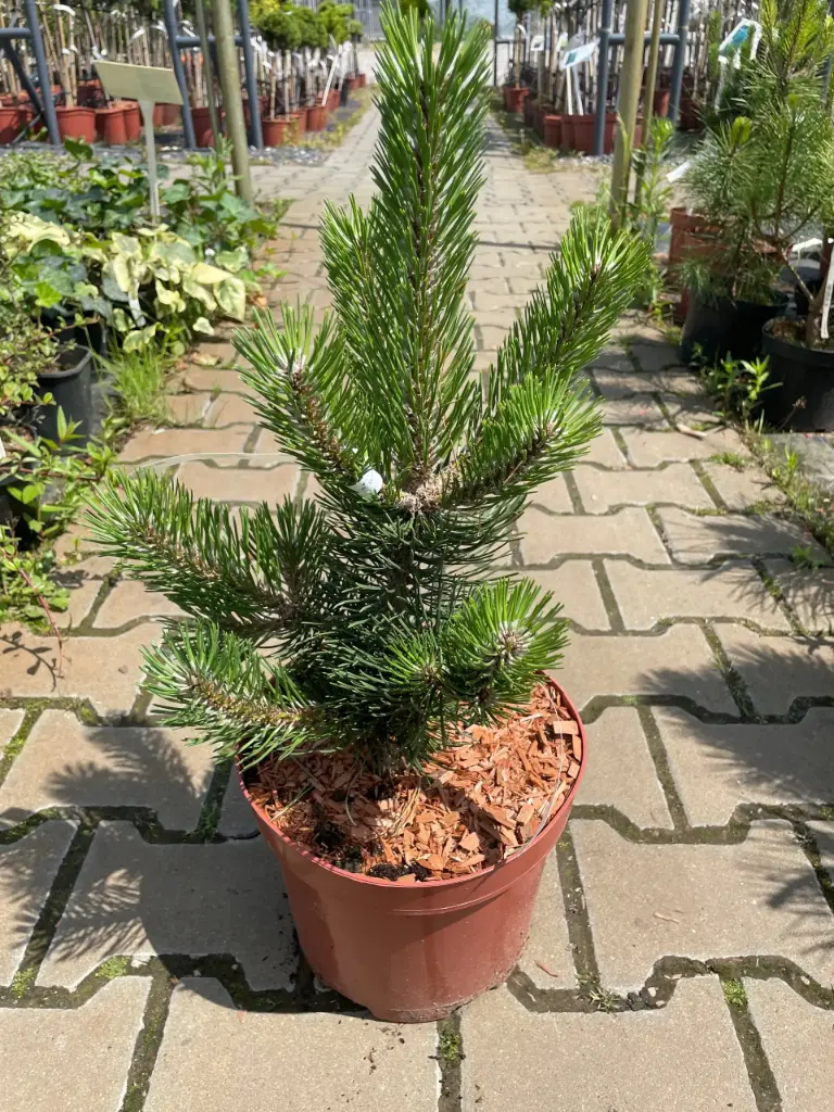 Must mänd 'Helen' 40-55cm C5