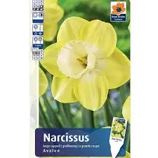 Nartsiss 'Avalon' 5tk 12/14