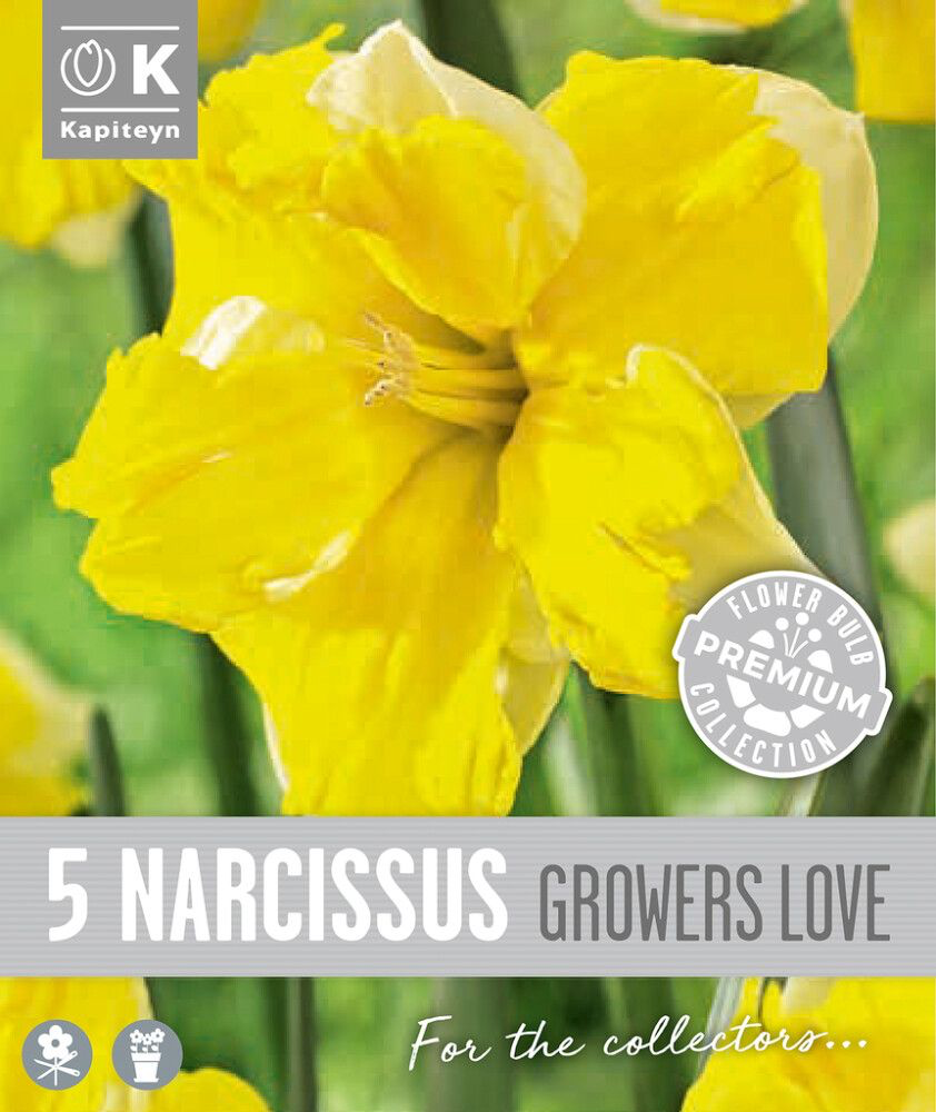 Nartsiss 'Growers Love' 5tk 14/16