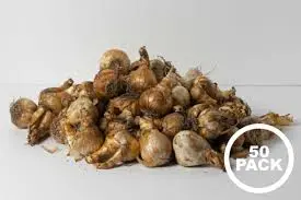 Nartsiss lahtine 14/+