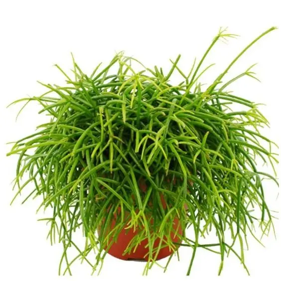 Niitjas helmekaktus Cassera 17Ø 40cm
