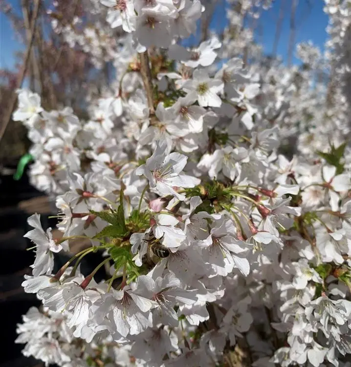 Nipponi kirsipuu 'Brillant' P23 BUSH