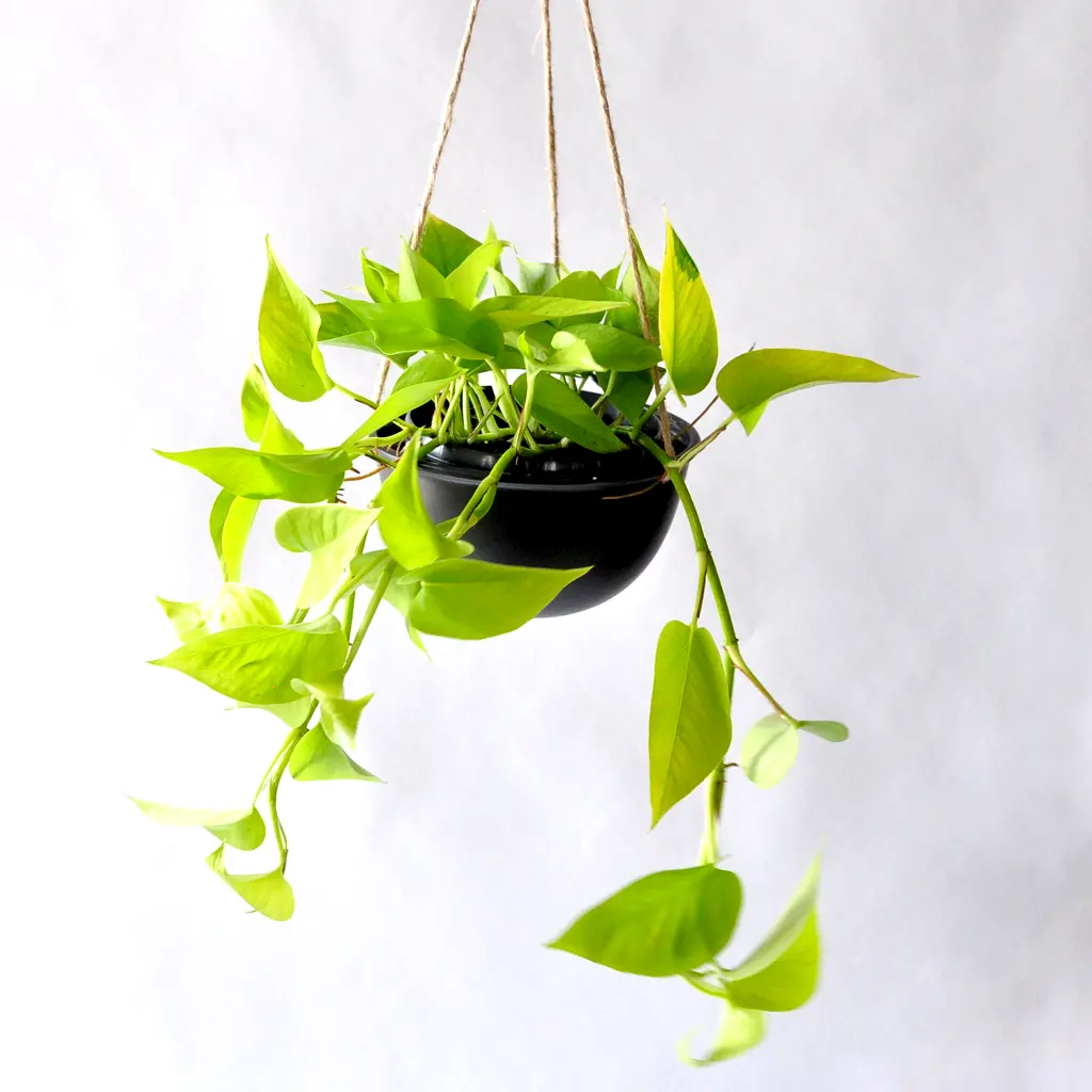 Nõelköis 'Golden Pothos' P15/40cm