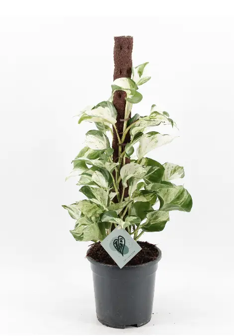 Nõelköis 'Manjula' P17/65cm